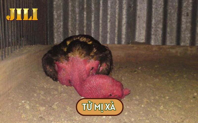 Giống Tử Mị xà thường có tư thế ngủ nghiêng đầu và có giọng gáy rất vang